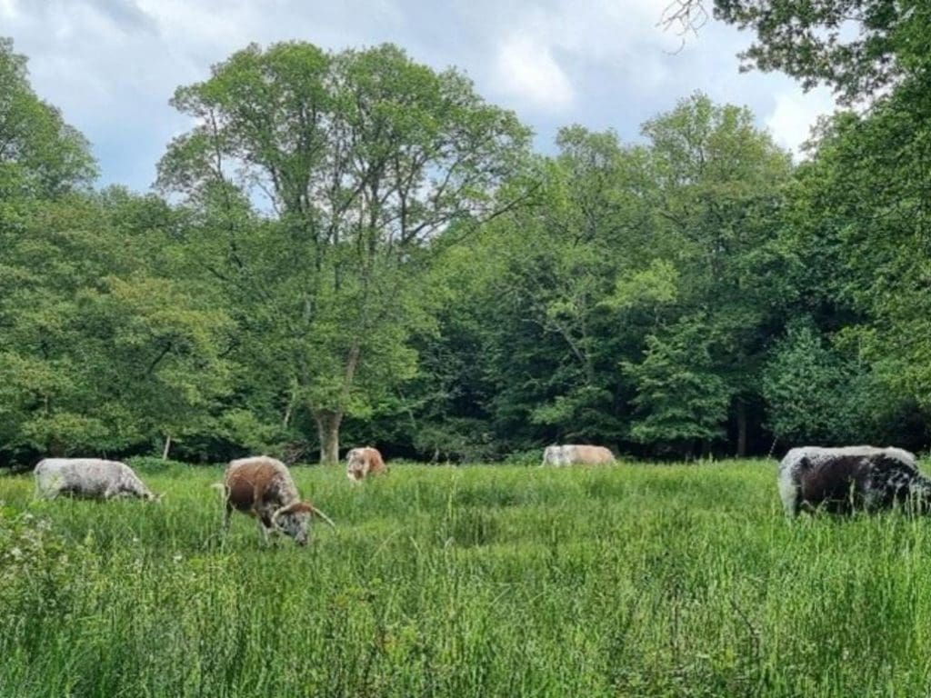 field with high grass and long horned cattle in it
