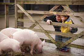 primary school pupils looking at a family of pigs eating in an enclosure at Staunton Country Park