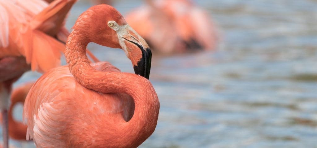pink one footed flamingo at wetland wild life centre